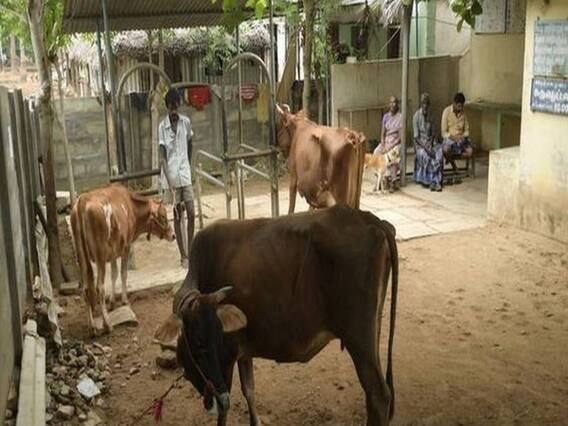 ગુજરાત બજેટઃ પશુપાલકો માટે શું થઈ મોટી જાહેરાત, જુઓ વીડિયો