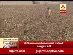 કપાસમાં ગુલાબી ઈયળના ઉપદ્રવ પડતા રાજકોટના ત્રાંબા ગામના ખેડૂતો શું કહી રહ્યાં છે ? જુઓ વીડિયો 