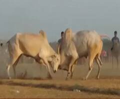  Bull Fight competition | सिंधुदुर्गात बैल झुंजीच्या स्पर्धा 
