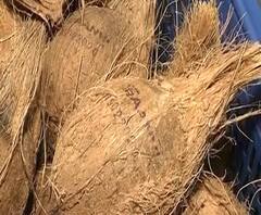 Coconut Expiry Date | नारळावर एक्सपायरी डेट, दुकानाचं नाव आणि तारखेचं स्टिकरही, खराब नारळ तीन दिवसात बदलून मिळणार