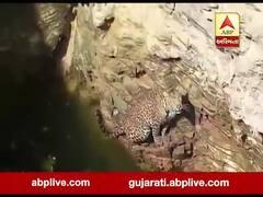 છોટાઉદેપુરના પાવી જેતપુરમાં દીપડો કૂવામાં ખાબક્યો, દીવના ઘોઘલમાં સરકારી ક્વાટર્સમાં ઘૂસ્યો દીપડો, જુઓ વીડિયો 