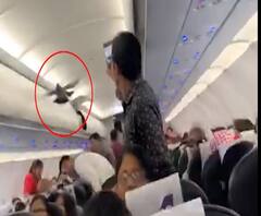 Pigeon in Airplane | अहमदाबादहून जयपूरला जाणाऱ्या विमानात कबूतर शिरल्याने गोंधळ 