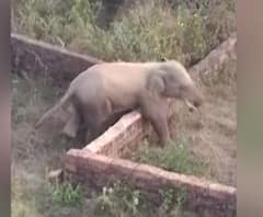 Elephant Attack | भुवनेश्वरमध्ये रहिवासी भागात हत्तीचा धुमाकूळ, चार जणांचा मृत्यू | ABP Majha