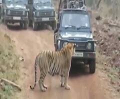 Chandrapur | पर्यटकांच्या जिप्सीने अडवली वाघाची वाट | ABP Majha