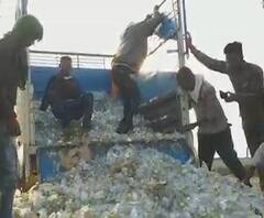 Special Report | कोरोना व्हायरसचा कापूस उत्पादकांना मोठा फटका, कवडीमोल भावात कापसाची विक्री