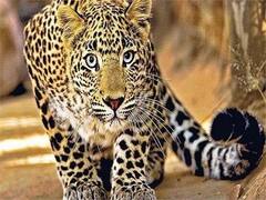 રાજપીપળામાં આતંક મચાવનાર દીપડો પાંજરે પુરાયો, જુઓ વીડિયો