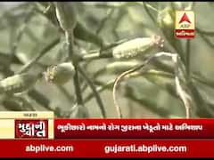 પાટણઃ રોગ આવતા જીરુના પાકને ભયંકર નુકસાન, જુઓ વીડિયો