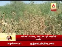 બનાસકાઠાઃ ઝીરાના પાકમાં ચરમીનો રોગ આવી જતાં ખેડૂતો ચિંતામાં, જુઓ વીડિયો 