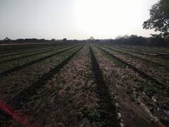 ગુજરાતના ખેડૂતો માટે મોટી જાહેરાતઃ ગીરથી થશે દિવસે વીજળી આપવાની શરૂઆત, જુઓ વીડિયો