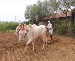 Crop Insurance | महाराष्ट्र आणि पीकविम्याचा घोळ, खासगी कंपनीविरोधात पहिल्यांदा गुन्हा दाखल | स्पेशल रिपोर्ट