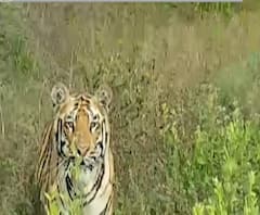 Tiger Story | वाघानेही कॅमेऱ्यात पाहिलं, चित्रण करणाऱ्या तरुणाची धांदल | स्पेशल रिपोर्ट | चंद्रपूर