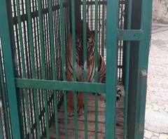 Aurangabad Zoo | औरंगाबादचे वाघ मुंबईतल्या राणीच्या बागेत