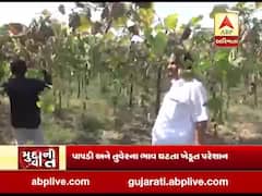 સુરત: પાપડી અને તુવેરના ભાવ ઘટતા ખેડૂત પરેશાન, જુઓ વીડિયો