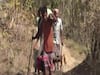 Chhattisgarh: Locals carry pregnant woman on makeshift stretcher for over 5 km 