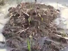 સુરતઃ કેમિકલવાળા પાણીથી પરેશાન ખેડૂતોએ તંત્રને આવેદનપત્ર આપી દિવસે વીજળી આપવા માંગ કરી, જુઓ વીડિયો