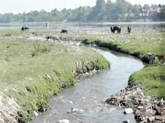Trump के आने से Yamuna को मिली सौगात... जो चार दिन की चांदनी फिर अंधेरी रात! Mathrubhumi 