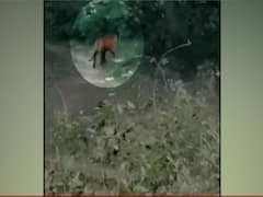 Tiger spotted on a Pilibhit highway