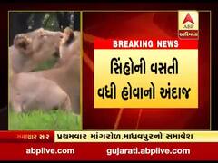 મે મહિનામાં રાજ્યના સિંહની વસ્તી ગણતરી હાથ ધરાશે, જુઓ વીડિયો 