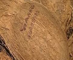 नारळ खराब असल्यास तीन दिवसांत बदलून मिळणार, प्रभादेवी, परळमधील विक्रेत्यांची शक्कल | ABP Majha