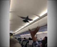 আমদাবাদ থেকে জয়পুরগামী উড়ানে পায়রা! হুড়োহুড়ি যাত্রীদের