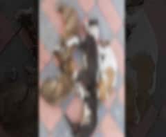 MHADA Dogs Death | विरारमधील म्हाडा कॉलनीत आठ कुत्र्यांना विष देऊन मारलं, 22 पिल्लांना झाडाझुडपात फेकलं