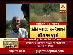 અમદાવાદ ગ્રામ્યના અનેક ગામડાઓમાં રોજડાનો આતંક, જુઓ વીડિયો