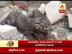 અમરેલીઃ બગસરા પંથકમાંથી મળી આવ્યા દીપડાના 3 બચ્ચા, જુઓ વીડિયો