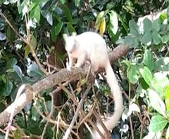 Shekaru | महाबळेश्वरातील एमटीडीसी रिसॉर्टमध्ये दुर्मिळ पांढरं शेकरु | ABP Majha