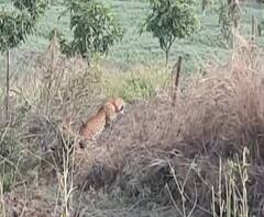 Leopard Rescue | लोणारमधील बिबट्या आठ तासांपासून अडकलेला | ABP Majha