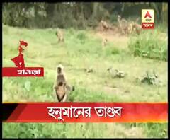 হাওড়ার জগত্‍বল্লভপুরের মাজু গ্রামে হনুমানের তাণ্ডব, নষ্ট হচ্ছে ফসল, কামড়ে জখম ৪