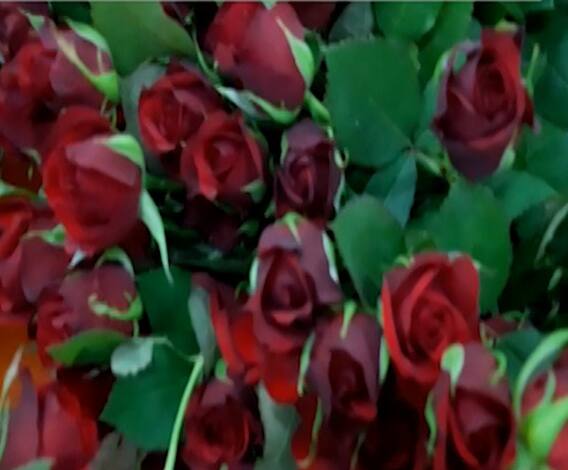 Special Report | प्रेमाचा गुलाब महागणार! Valentine's Dayला लहरी हवामानाचे काटे! | ABP Majha