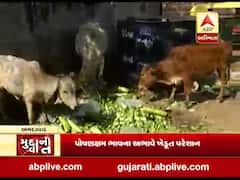 અમદાવાદ: પોક્ષણક્ષમ ભાવ ના મળતા શાકભાજી પશુને ખવડાવવા ખેડૂત મજબૂર, જુઓ વીડિયો 