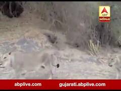 ગીર સોમનાથના રસ્તાંઓ પર એકસાથે ફરવા નીકળ્યા 12 સિંહો, વીડિયો વાયરલ