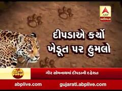 ગીર સોમનાથઃ દીપડાએ કર્યો ખેડૂત પર હુમલો, જુઓ વીડિયો