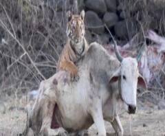 Yavatmal Tiger Attack | यवतमाळमधील सुन्ना गावात वाघिणीनं केलेली शिकार कॅमेऱ्यात कैद 