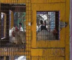 Reporter Stories: করোনাভাইরাস নিয়ে গুজব, আতঙ্কে শান্তিপুর-রানাঘাটে মুরগীর মাংস বিক্রি প্রায় বন্ধ