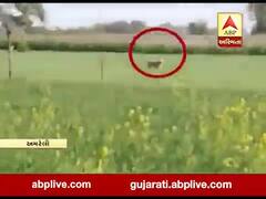 અમરેલીઃ ઘઉંના ખેતરમાં લટાર મારી રહેલા સિંહ પરિવારનો વીડિયો વાયરલ