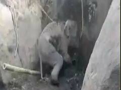 Locals rescue elephant calf stuck between boulders in Assam