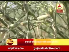 પાટણઃ જીરાના પાકમાં સફેદ ફૂગ આવતા ખેડૂતો મુકાયા મુશ્કેલીમાં , જુઓ વીડિયો