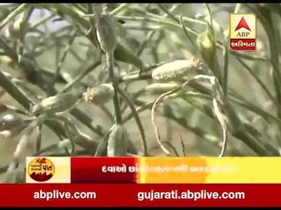 પાટણઃ જીરાના પાકમાં સફેદ ફૂગ આવતા ખેડૂતો મુકાયા મુશ્કેલીમાં , જુઓ વીડિયો