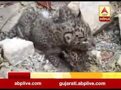 અમરેલીના ગ્રામ્ય વિસ્તારમાં દિપડાના બચ્ચા જોવા મળતા લોકોમાં ભયનો માહોલ, જુઓ વીડિયો 