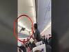 Pigeon enters inside flight at Ahmedabad airport