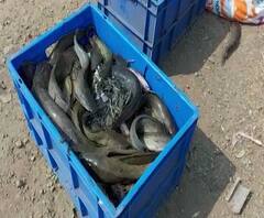 Rural News | पुण्यात मत्स्य विभागाकडून शेकडो किलो मांगुर मासा नष्ट | माझं गाव माझा जिल्हा | ABP Majha