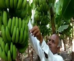 Special Report | नव्या तंत्राने केळी उत्पादन क्षेत्रात क्रांती, कमी उत्पादन खर्चात जास्त नफा | ABP Majha