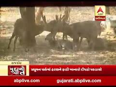 મુદ્દાની વાતઃ રાજકોટ, પ્રદ્યુમનપાર્કમાં હરણને ફાડી ખાનારો દીપડો આખરે પાંજરે પુરાયો, જુઓ વીડિયો