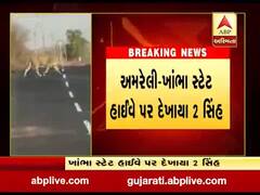 અમરેલી-ખાંભા સ્ટેટ હાઇવે પર દેખાયા 2 સિંહ, જુઓ વીડિયો 