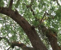 BMC Commissioner | बीएमसी आयुक्तांच्या अधिकारावर 'कुऱ्हाड', झाडं तोडण्यासाठी वृक्षप्राधिकरणाची परवानगी लागणार