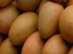 દિલ્લીમાં હિંસાને પગલે નવસારીના ચીકુ ઉદ્યોગને અસર, જુઓ વીડિયો