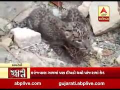મુદ્દાની વાતઃ સુરતમાં બે દીપડા પાંજરામાં કેદ, અમરેલીમાં દીપડાના ત્રણ બચ્ચા મળી આવ્યા