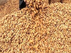 નાફેડે 20મી ફેબ્રુઆરીથી મગફળીનો જથ્થો વેચશે, જુઓ વીડિયો